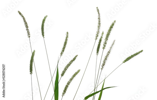 Fresh green grass with seeds isolated on white background, clipping path