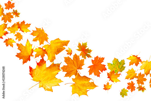 Bright colorful autumn leaves. nature