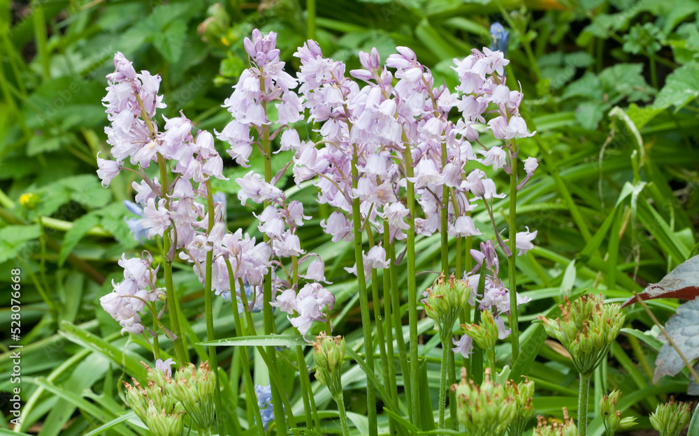 Flowers of pink colored English Bluebells