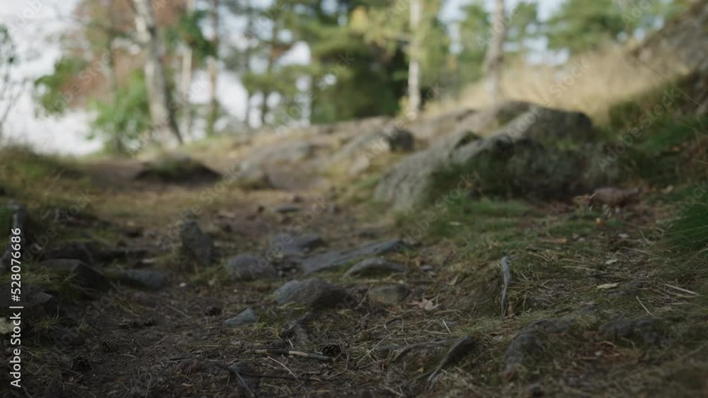Slow motion detail shot of forest path gimbal shot Slow motion detail shot of forest path gimbal shot