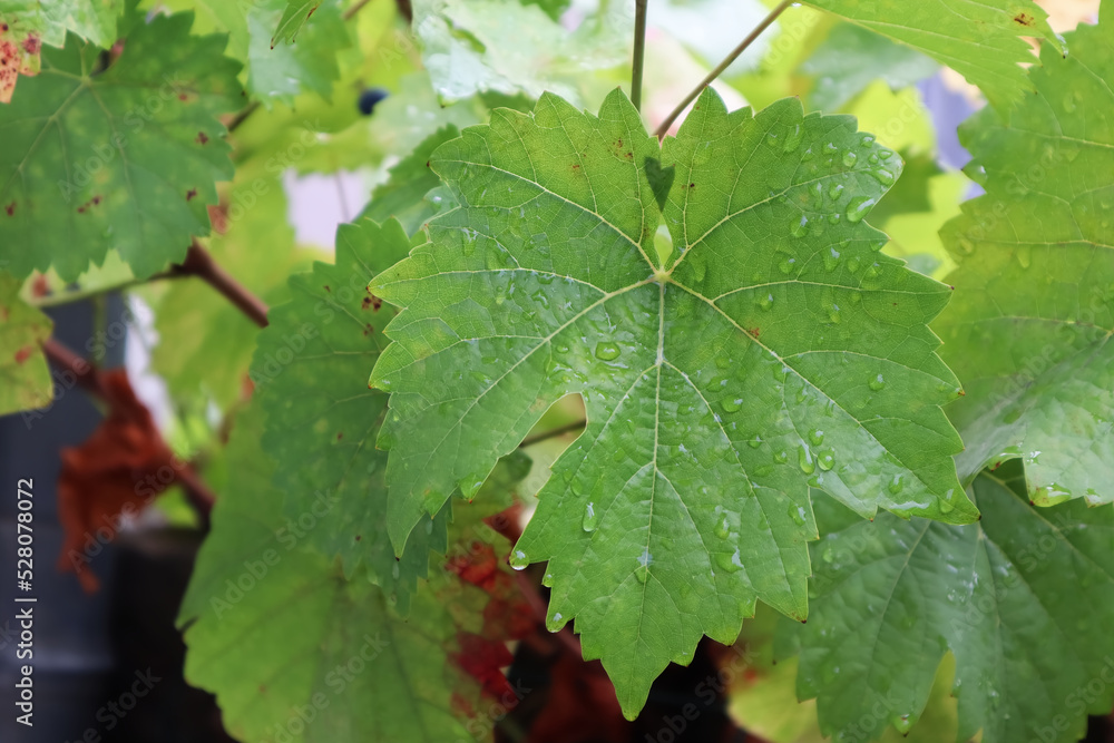 Weintrauben, Weinstock, Wein, Weinbeere, Weinblätter Weintrauben, Weinstock, Wein, Weinbeere, Weinblätter