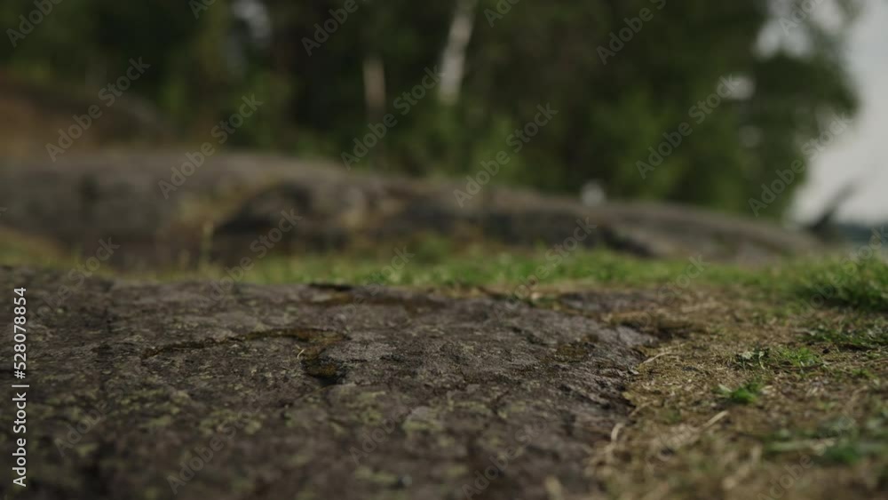 Slow motion detail shot of forest path gimbal shot Slow motion detail shot of forest path gimbal shot