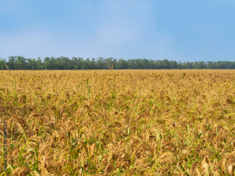 Agricultural landscape. Yellow-green millet field. The millet crop is ripening in the field