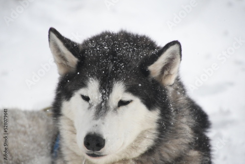 Sled dog in winter snow