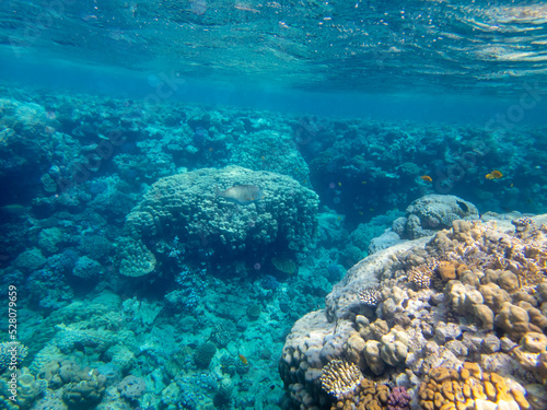 Fabulously beautiful view of the coral reef and its inhabitants in the Red Sea, Hurghada, Egypt