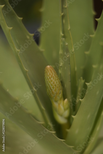 aloe vera flowering process