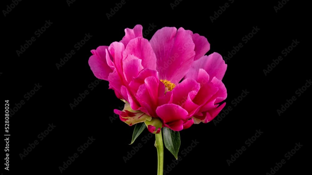 Beautiful pink Peony background. Blooming peony flower open, time lapse, close-up. Wedding backdrop, easter, Valentine's Day concept. 4K UHD video timelapse Beautiful pink Peony background. Blooming peony flower open, time lapse, close-up. Wedding backdrop, easter, Valentine's Day concept. 4K UHD video timelapse