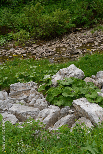 kleinwalsertal, schwarzwasserbach im schwarzwassertal