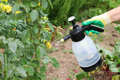 The gardener sprays roses in the garden with a spray bottle. Pest control concept. Caring for garden plants. selective focus