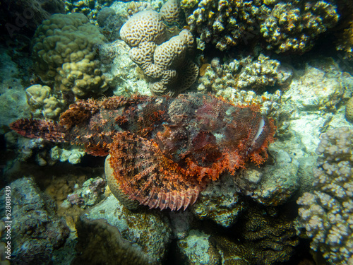 Synanceia verrucosa or Warty in a coral reef at the bottom of the Red Sea, Hurghada, Egypt