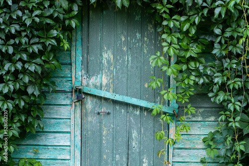 An old wooden door in a wall covered with green ivy