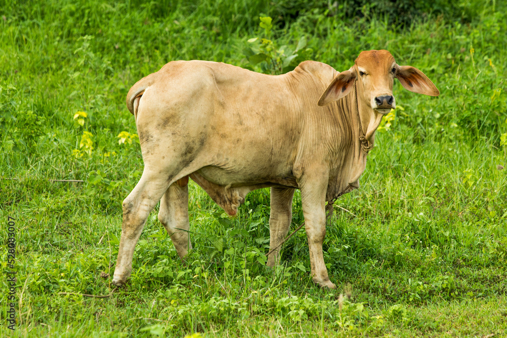 Asian cow in tropical field Asian cow in tropical field