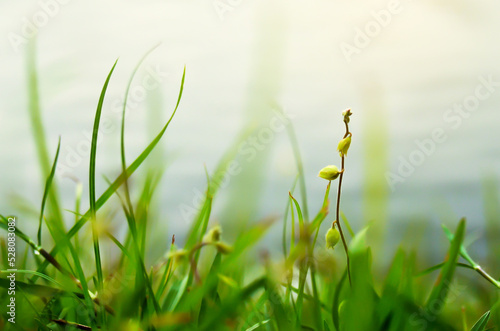 Closeup of lush green grass in soft morning light