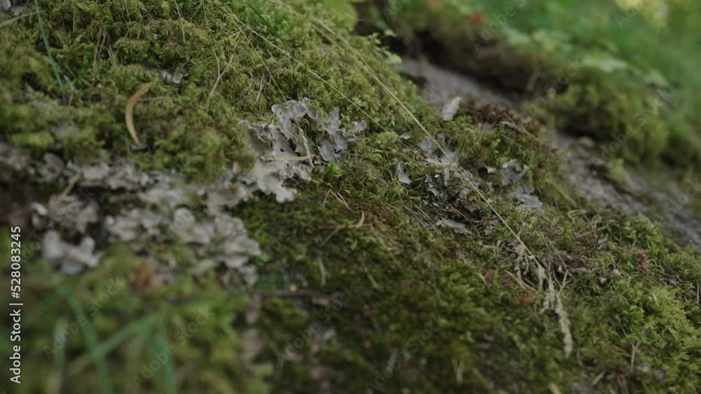 Slow motion detail shot of forest path gimbal shot Slow motion detail shot of forest path gimbal shot