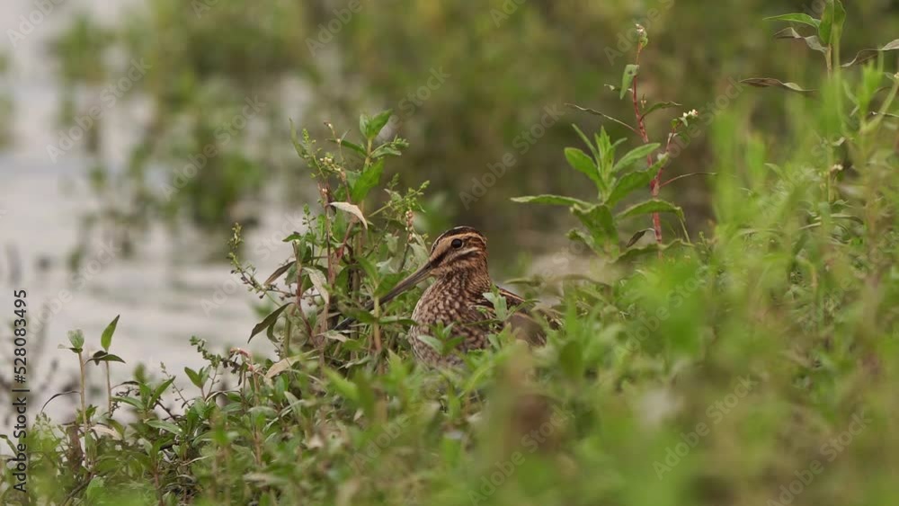 Common Snipe (Gallinago gallinago) between the plants Common Snipe (Gallinago gallinago) between the plants