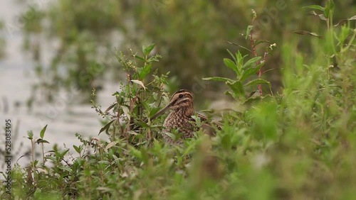 Wallpaper Mural Common Snipe (Gallinago gallinago) between the plants Torontodigital.ca