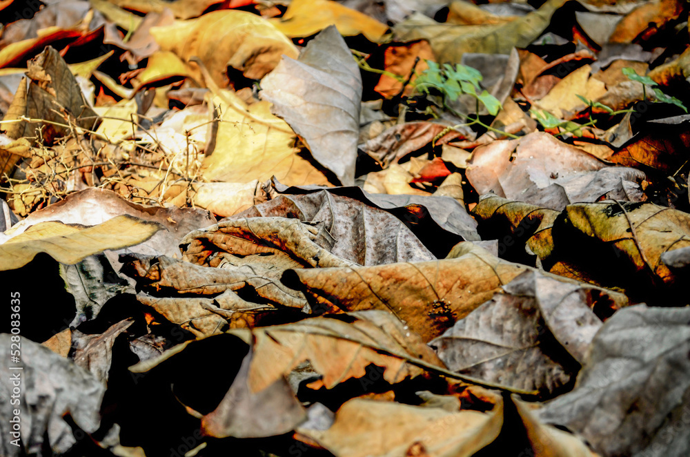 Close up dead leaves shot ideal for backgrounds and textures