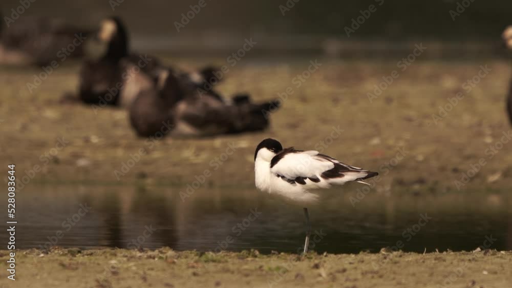 An Avocet (Recurvirostra avosetta) resting in front of Barnacle Geese An Avocet (Recurvirostra avosetta) resting in front of Barnacle Geese