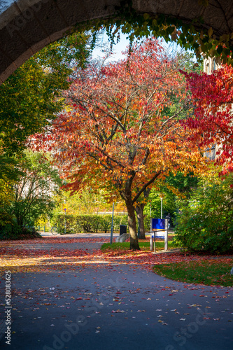 Autumn colored trees in Lund Sweden