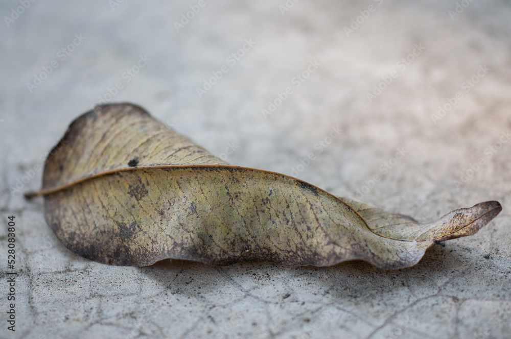 dry leaves falling to the ground. dry leaves falling to the ground.