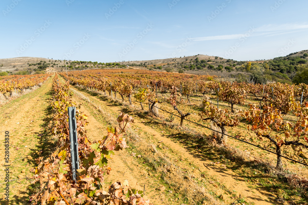 Vineyard with harvested vines on a sunny autumn day.