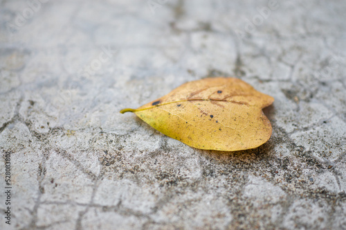 dry leaves falling to the ground.