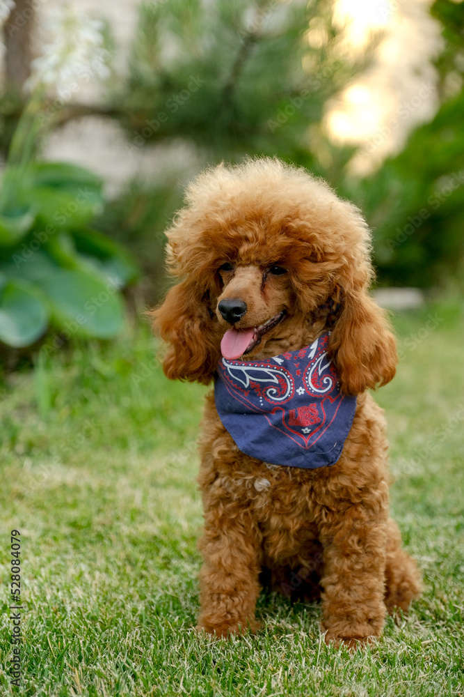 A brown poodle puppy sits in the yard on the grass in the summer in a cowboy hat and scarf. Cowboy poodle costume for Halloween. A brown poodle puppy sits in the yard on the grass in the summer in a cowboy hat and scarf. Cowboy poodle costume for Halloween.