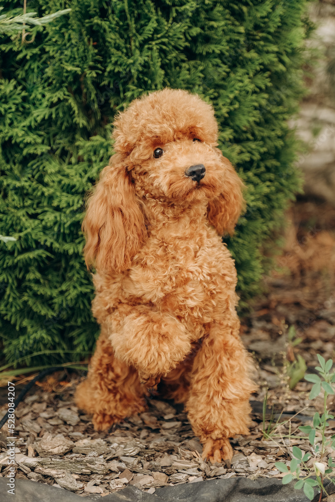 Red poodle sits on the grass in the park for a walk. Walk with your favorite poodle in the park in autumn. Red poodle sits on the grass in the park for a walk. Walk with your favorite poodle in the park in autumn.