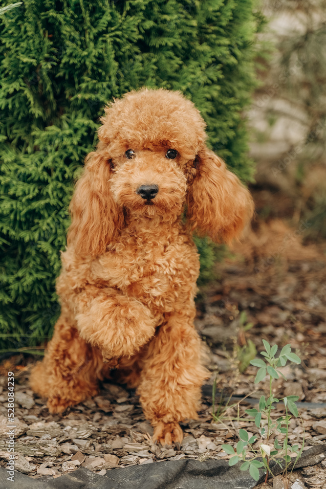 Red poodle sits on the grass in the park for a walk. Walk with your favorite poodle in the park in autumn. Red poodle sits on the grass in the park for a walk. Walk with your favorite poodle in the park in autumn.