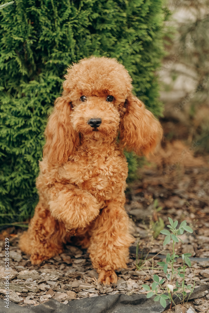 Red poodle sits on the grass in the park for a walk. Walk with your favorite poodle in the park in autumn.