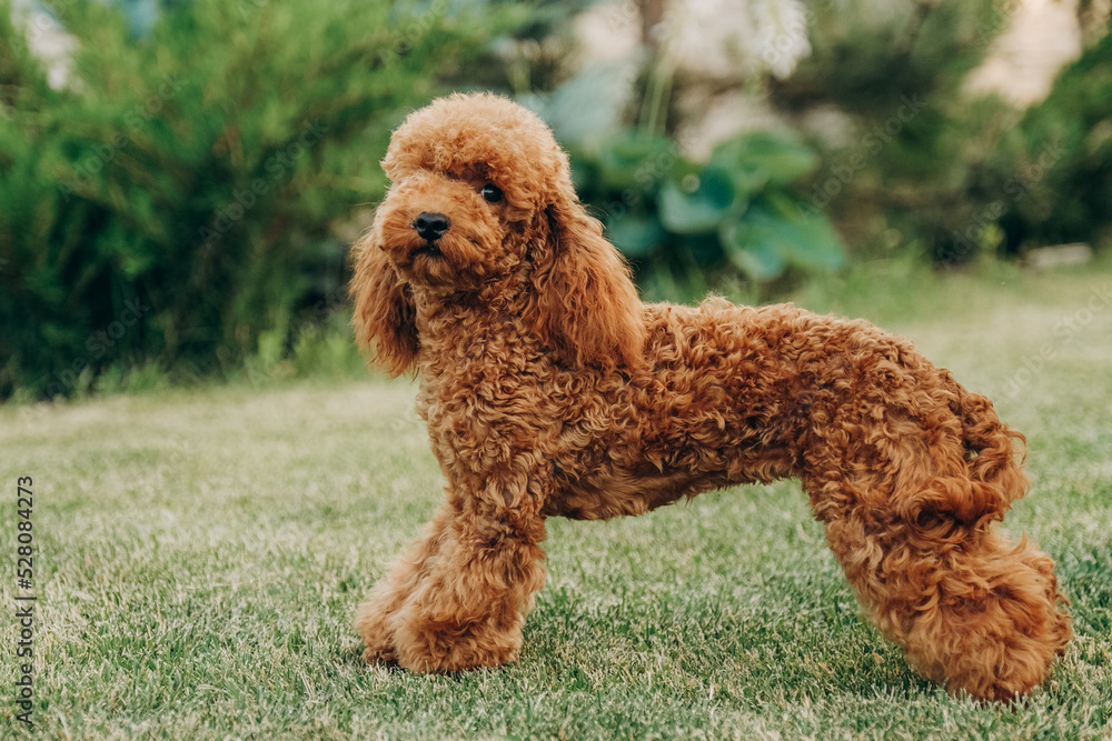 Red poodle sits on the grass in the park for a walk. Walk with your favorite poodle in the park in autumn.