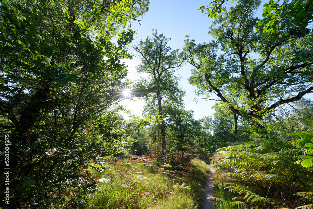 Fototapeta premium Denecourt hiking path 5 in the Cuvier Chatillon rocks. Fontainebleau forest