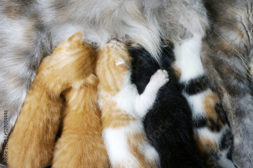 Newborn kittens drink their mother's milk, selective focus 