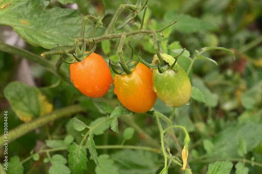 Cherry tomatoes cultivation in the vegetable garden.
Cherry tomatoes are planted in May and can be harvested in about 50 days after flowering, making it easy for even beginners to grow.