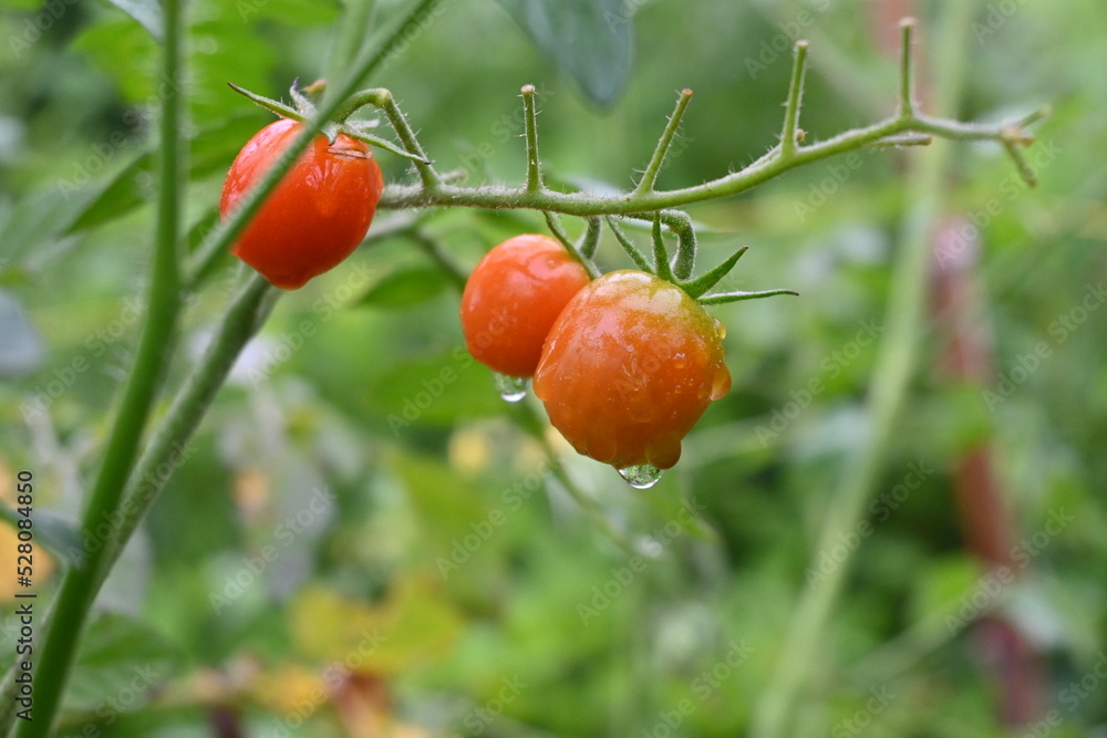 Obraz premium Cherry tomatoes cultivation in the vegetable garden. Cherry tomatoes are planted in May and can be harvested in about 50 days after flowering, making it easy for even beginners to grow.