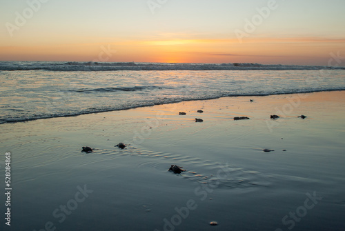 tortugas siendo liberada caminando sobre la playa para el oceano o mar, arena volcánica