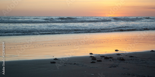 Tortugas siendo liberada caminando sobre la playa para el oceano