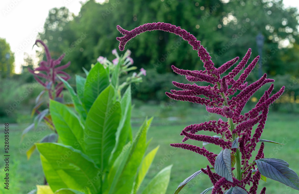 Purple flowers Amaranth (Amaranthus cruentus) of medicinal and food ...