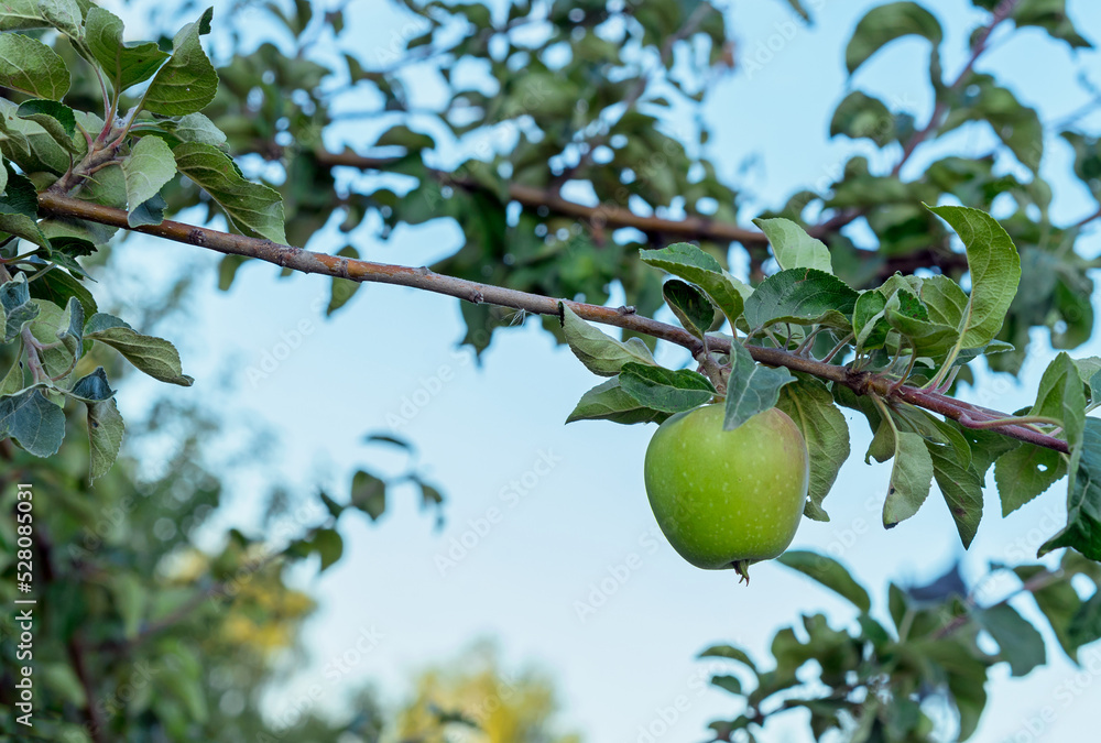 Green apple hangs on a tree branch. Harvest of apples.