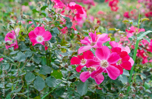 Red-pink flowers alpine rose, alpine rosehip, mountain rosehip, wild rose or Rosa pendulina. photo