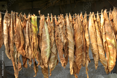 Tobacco leaves are strung on a cord for drying