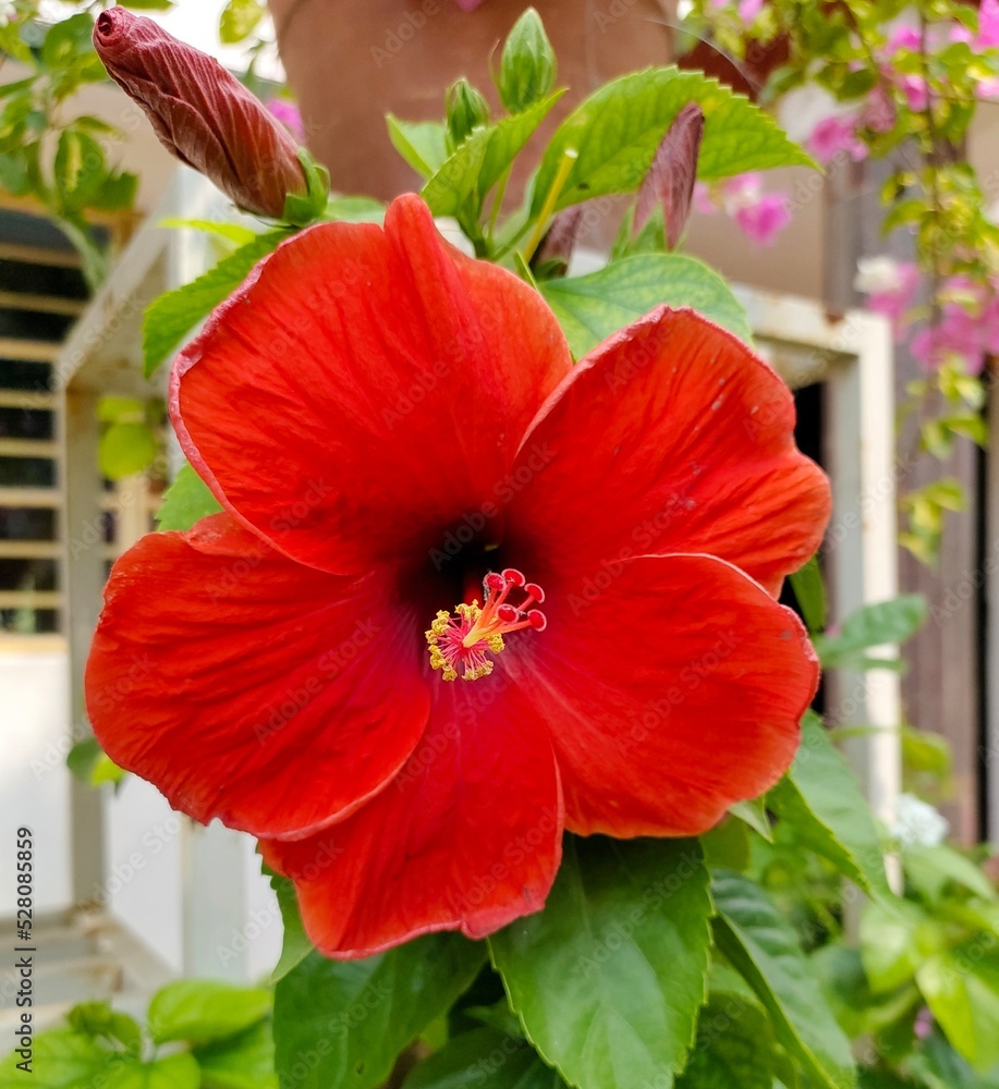 Obraz premium red hibiscus flower