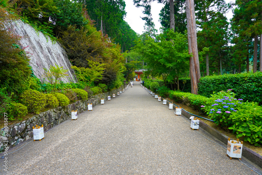 Hydrangea Garden of Mimuroto-ji Temple in Uji, Kyoto, Japan