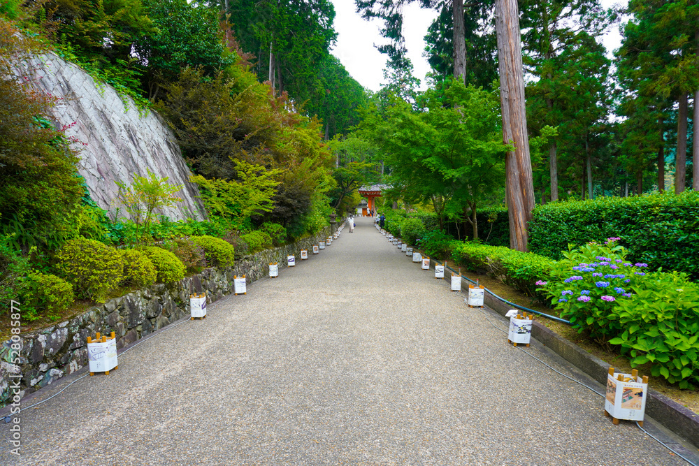 Hydrangea Garden of Mimuroto-ji Temple in Uji, Kyoto, Japan Hydrangea Garden of Mimuroto-ji Temple in Uji, Kyoto, Japan