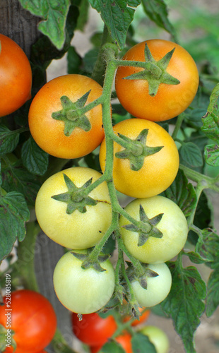 Cherry tomatoes grow in open ground