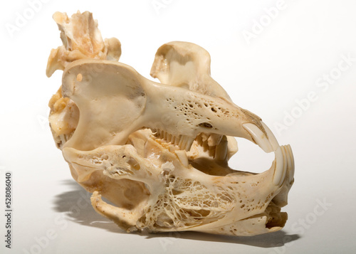 Skull of a hare on a white background. Rodent - (Lepus timidus). The bones of the head of the animal. photo