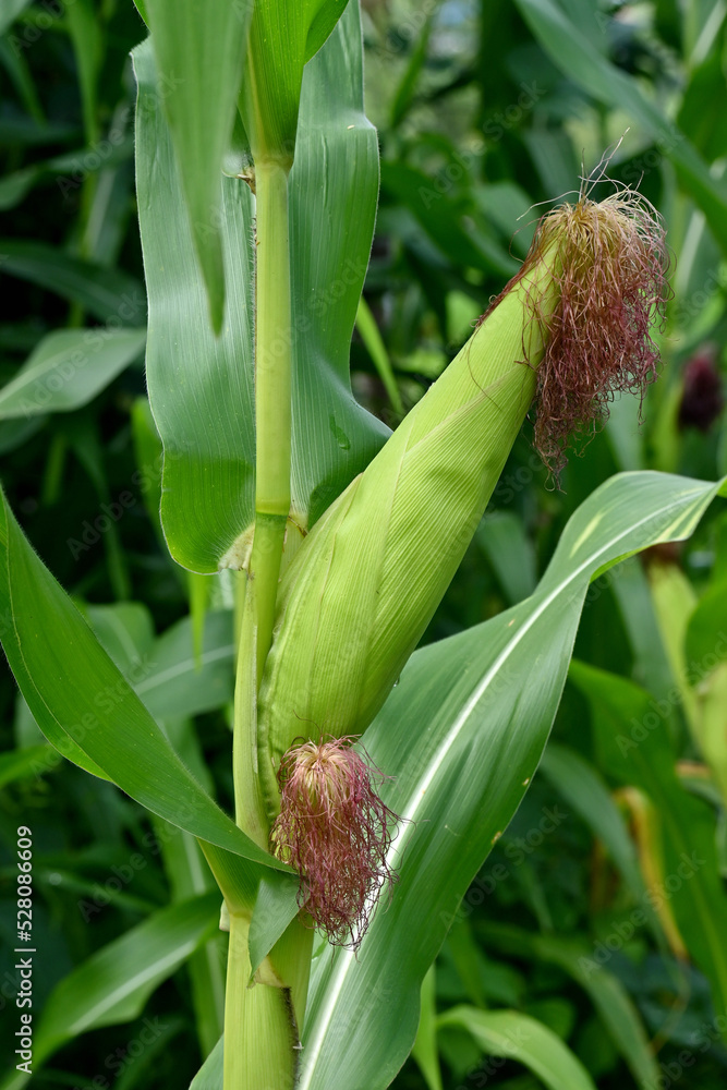 closeup the green ripe corncob plant with corncob growing in the farm soft focus natural green brown background. closeup the green ripe corncob plant with corncob growing in the farm soft focus natural green brown background.