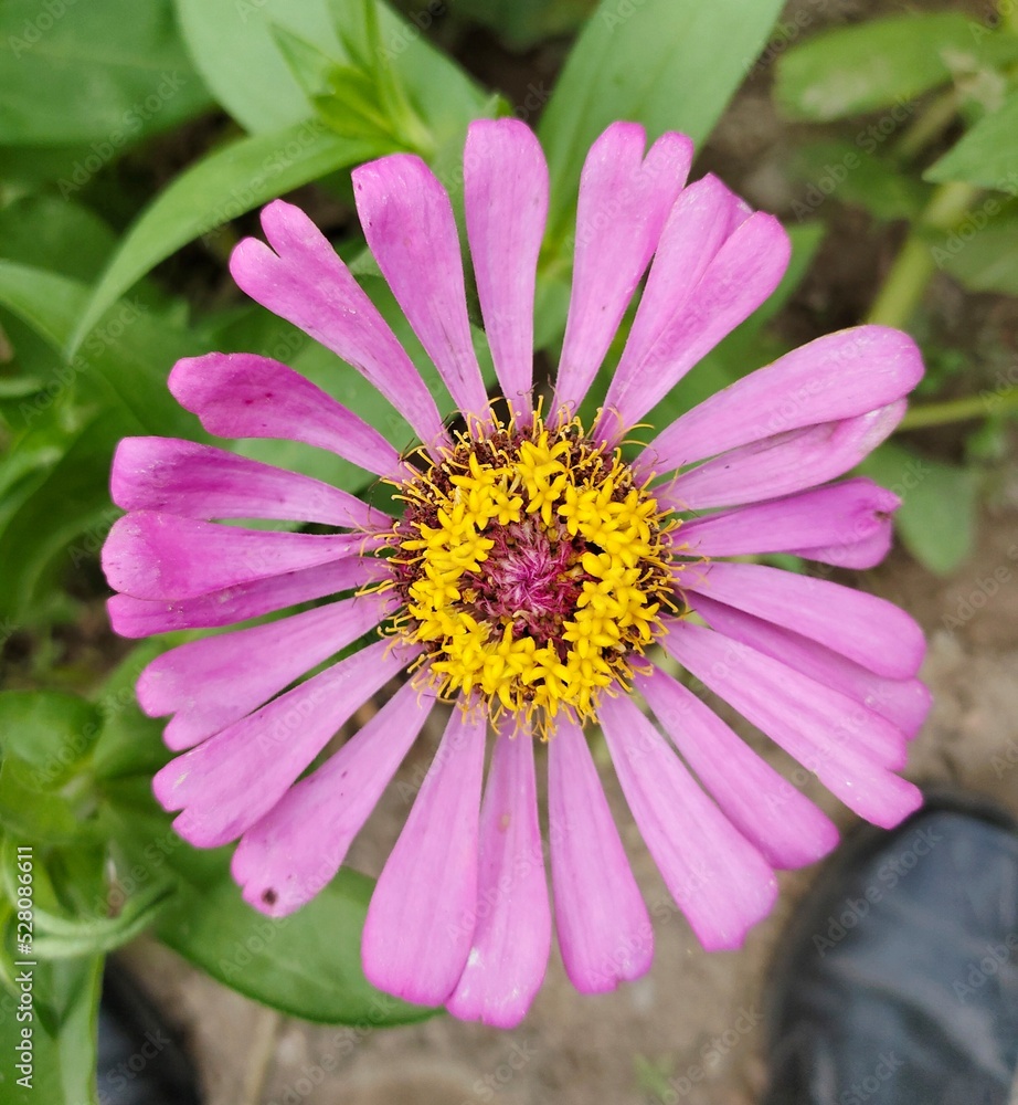 Obraz premium pink flower