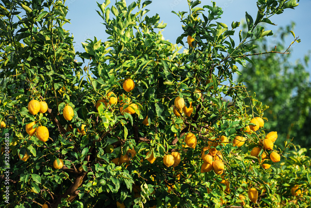 Citrus plant grows in the garden.