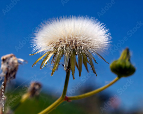 Dandelion clock flower seeds closeup, blue sky background